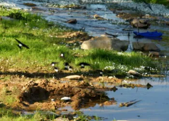 Hirondelles de fenรชtre regroupรฉes au sol sur une zone boueuse pour collecter du matรฉriau de nid.