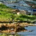 Hirondelles de fenรชtre regroupรฉes au sol sur une zone boueuse pour collecter du matรฉriau de nid.