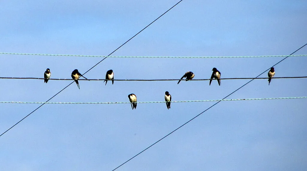 Groupe dโhirondelles alignรฉes sur un fil aรฉrien dans un paysage ouvert.