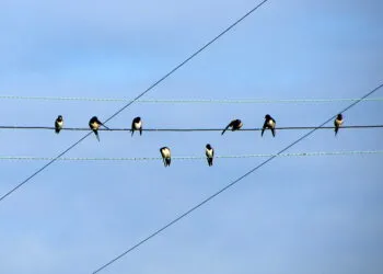 Groupe dโhirondelles alignรฉes sur un fil aรฉrien dans un paysage ouvert.