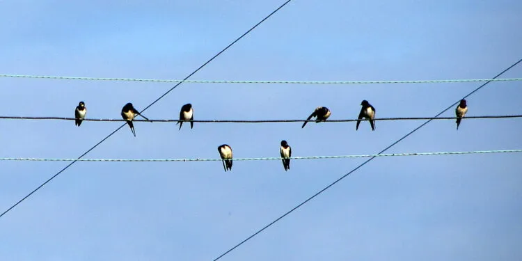 Groupe d’hirondelles alignées sur un fil aérien dans un paysage ouvert.