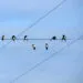 Groupe dโhirondelles alignรฉes sur un fil aรฉrien dans un paysage ouvert.