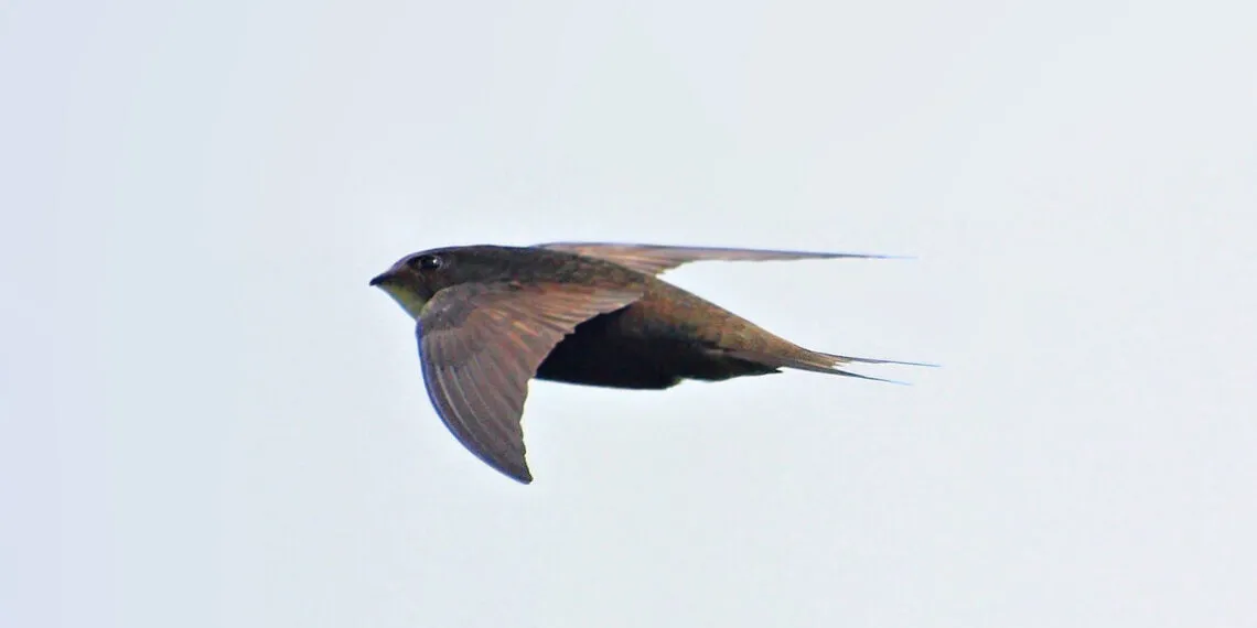 Martinet noir en vol, ailes longues en forme de faux sur fond clair.