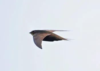 Martinet noir en vol, ailes longues en forme de faux sur fond clair.