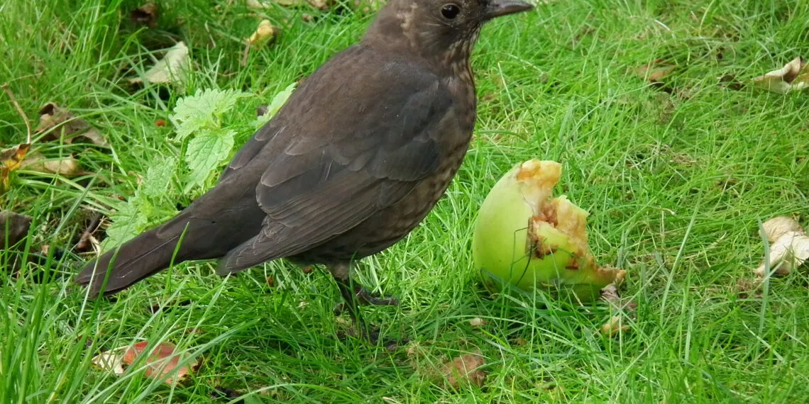 Merle femelle brun mangeant une pomme posรฉe au sol.