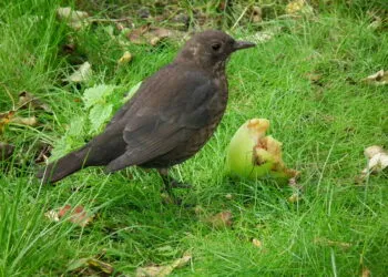 Merle femelle brun mangeant une pomme posรฉe au sol.