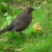 Merle femelle brun mangeant une pomme posรฉe au sol.