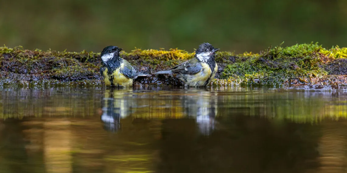 Deux mésanges dans une eau peu profonde, avec les plumes mouillées pendant un bain.
