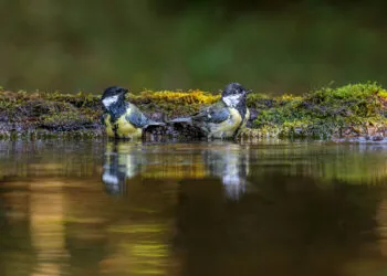 Deux mรฉsanges dans une eau peu profonde, avec les plumes mouillรฉes pendant un bain.