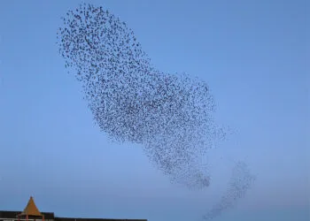 Grand nuage sombre dโรฉtourneaux en vol groupรฉ dans un ciel clair.
