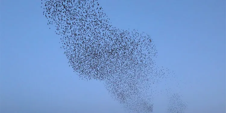 Grand nuage sombre d’étourneaux en vol groupé dans un ciel clair.