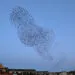 Grand nuage sombre dโรฉtourneaux en vol groupรฉ dans un ciel clair.