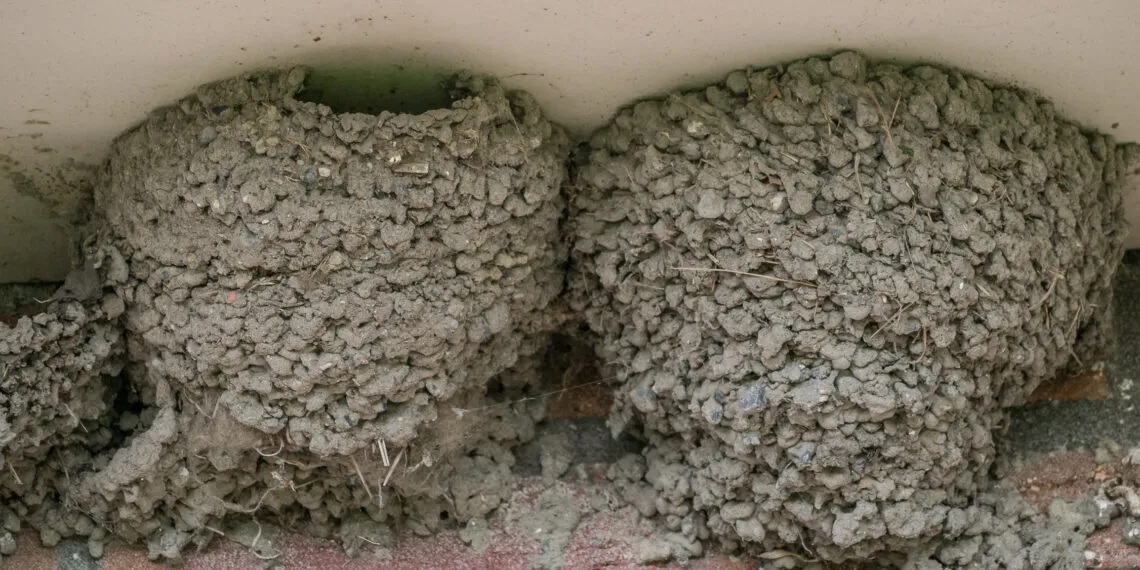 Nids d’hirondelles en boue fixés sous une surface abritée.