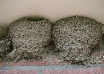 Nids d’hirondelles en boue fixés sous une surface abritée.