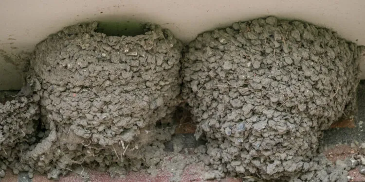 Nids d’hirondelles en boue fixés sous une surface abritée.