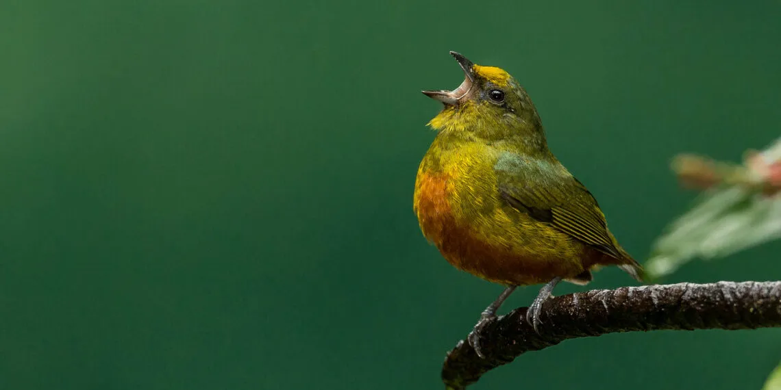 Petit oiseau perchรฉ sur une branche humide avec le bec ouvert comme sโil chantait.