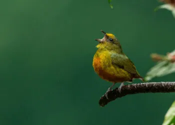 Petit oiseau perchรฉ sur une branche humide avec le bec ouvert comme sโil chantait.
