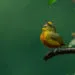 Petit oiseau perchรฉ sur une branche humide avec le bec ouvert comme sโil chantait.