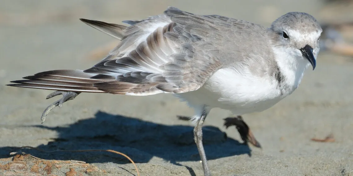 Oiseau au bord de l’eau étirant une aile et une patte du même côté.
