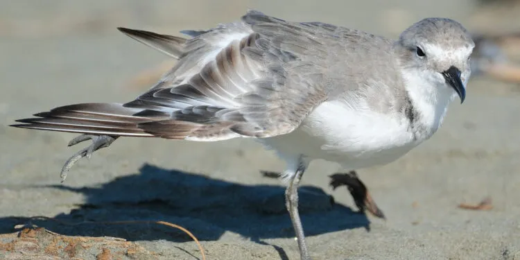 Oiseau au bord de l’eau étirant une aile et une patte du même côté.