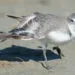 Oiseau au bord de lโeau รฉtirant une aile et une patte du mรชme cรดtรฉ.