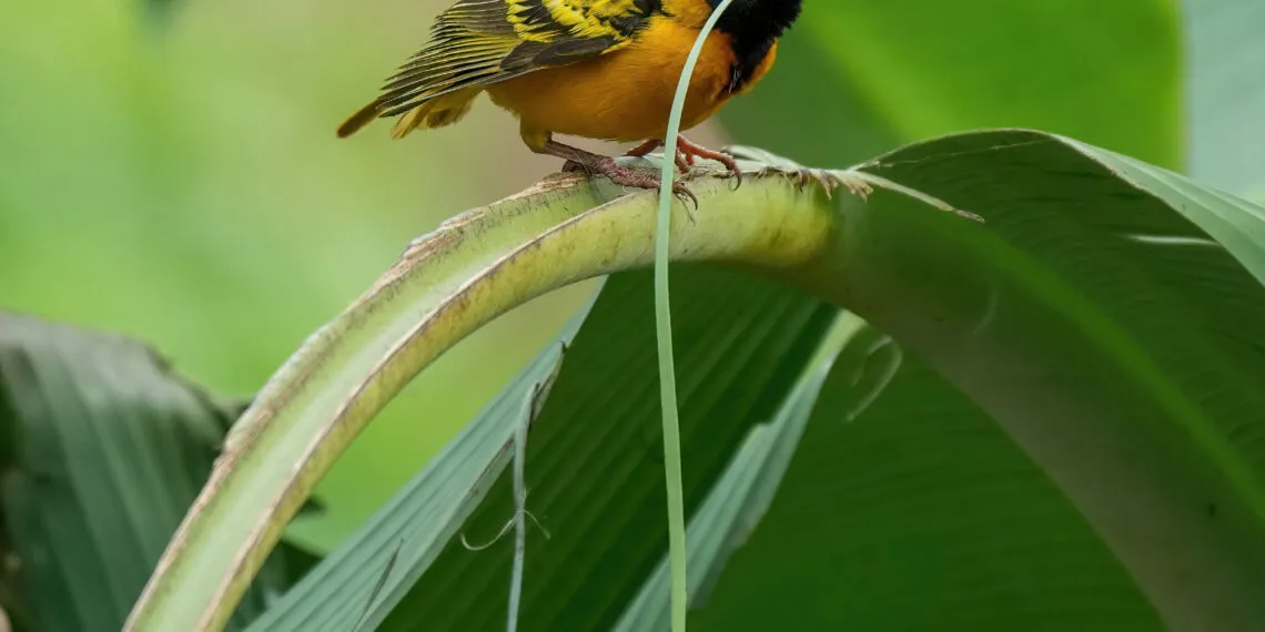 Oiseau tenant de longues fibres végétales dans son bec pour transporter du matériau de nid.