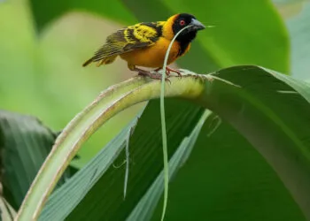 Oiseau tenant de longues fibres vรฉgรฉtales dans son bec pour transporter du matรฉriau de nid.