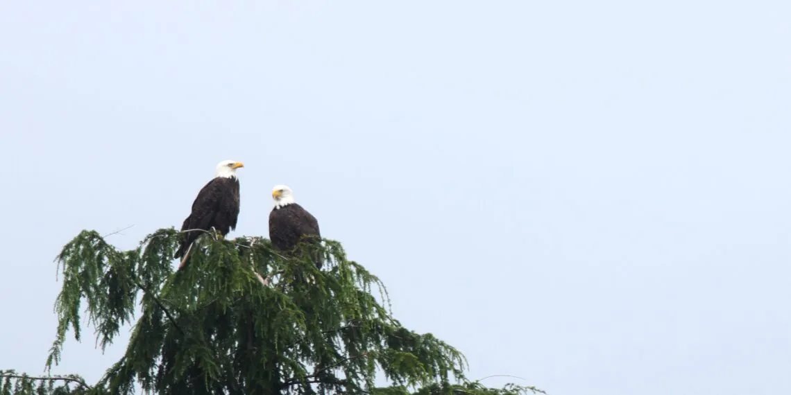 Deux grands oiseaux perchés au sommet dénudé d’un arbre, bien visibles sur un ciel clair.