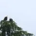 Deux grands oiseaux perchés au sommet dénudé d’un arbre, bien visibles sur un ciel clair.