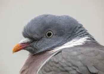 Pigeon ramier adulte vu de prรจs, avec collier blanc visible sur le cรดtรฉ du cou.