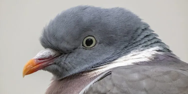 Pigeon ramier adulte vu de près, avec collier blanc visible sur le côté du cou.