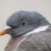 Pigeon ramier adulte vu de près, avec collier blanc visible sur le côté du cou.