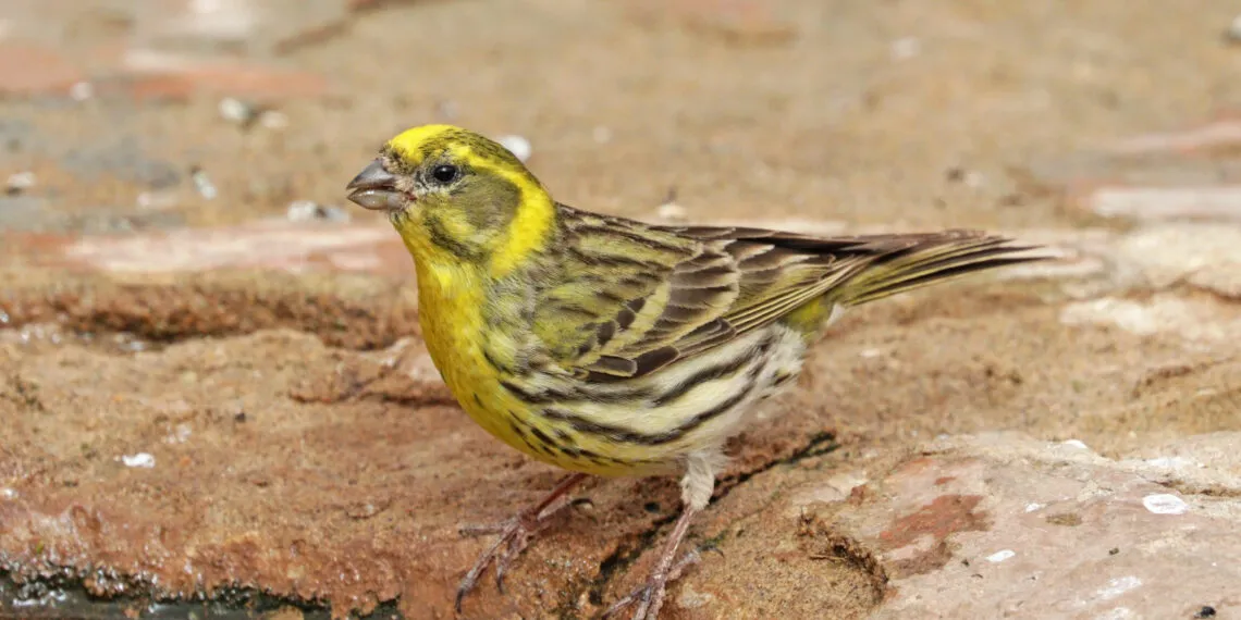 Serin cini mâle posé sur une branche, plumage jaune et strié visible.