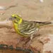 Serin cini mรขle posรฉ sur une branche, plumage jaune et striรฉ visible.