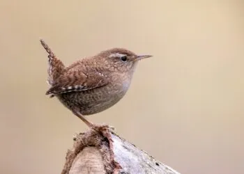 Troglodyte mignon posé sur une branche, plumage brun et queue relevée visibles.