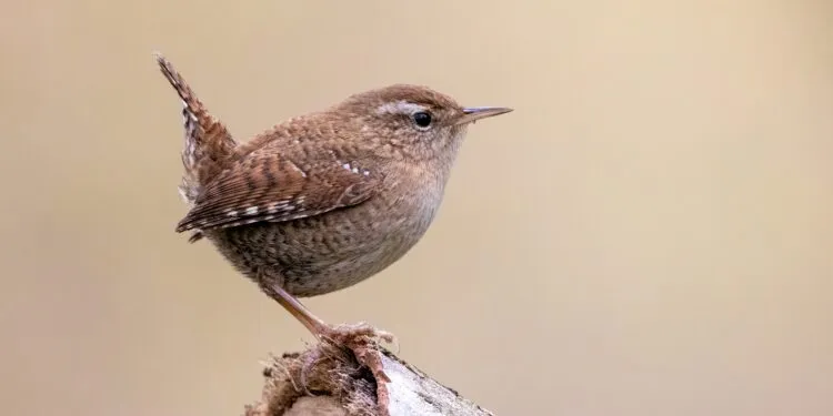 Troglodyte mignon posé sur une branche, plumage brun et queue relevée visibles.