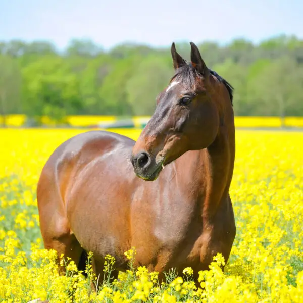 Paardenvoeders