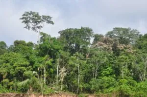 Envira-Amazonien-Projekt - Erhaltung des Tropenwaldes - Brasilien