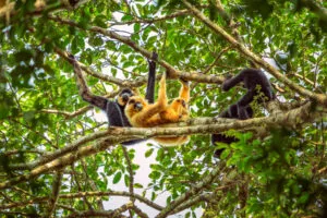 Keo Seima Wildlife Sanctuary - Kambodscha