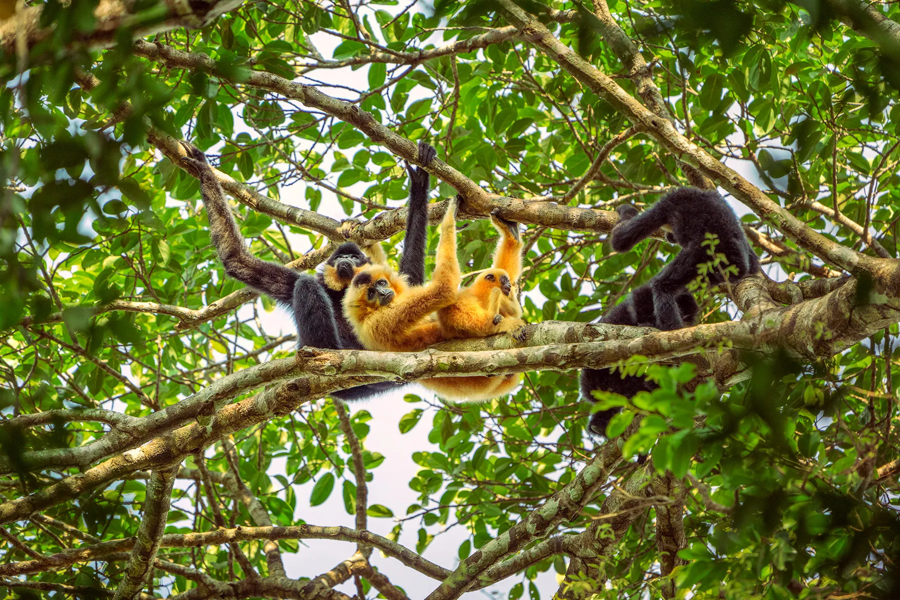 Keo Seima Wildlife Sanctuary - Kambodscha