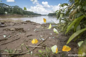 Tambopata-Bahuaja-Biodiversitรคtsreservat - Peru