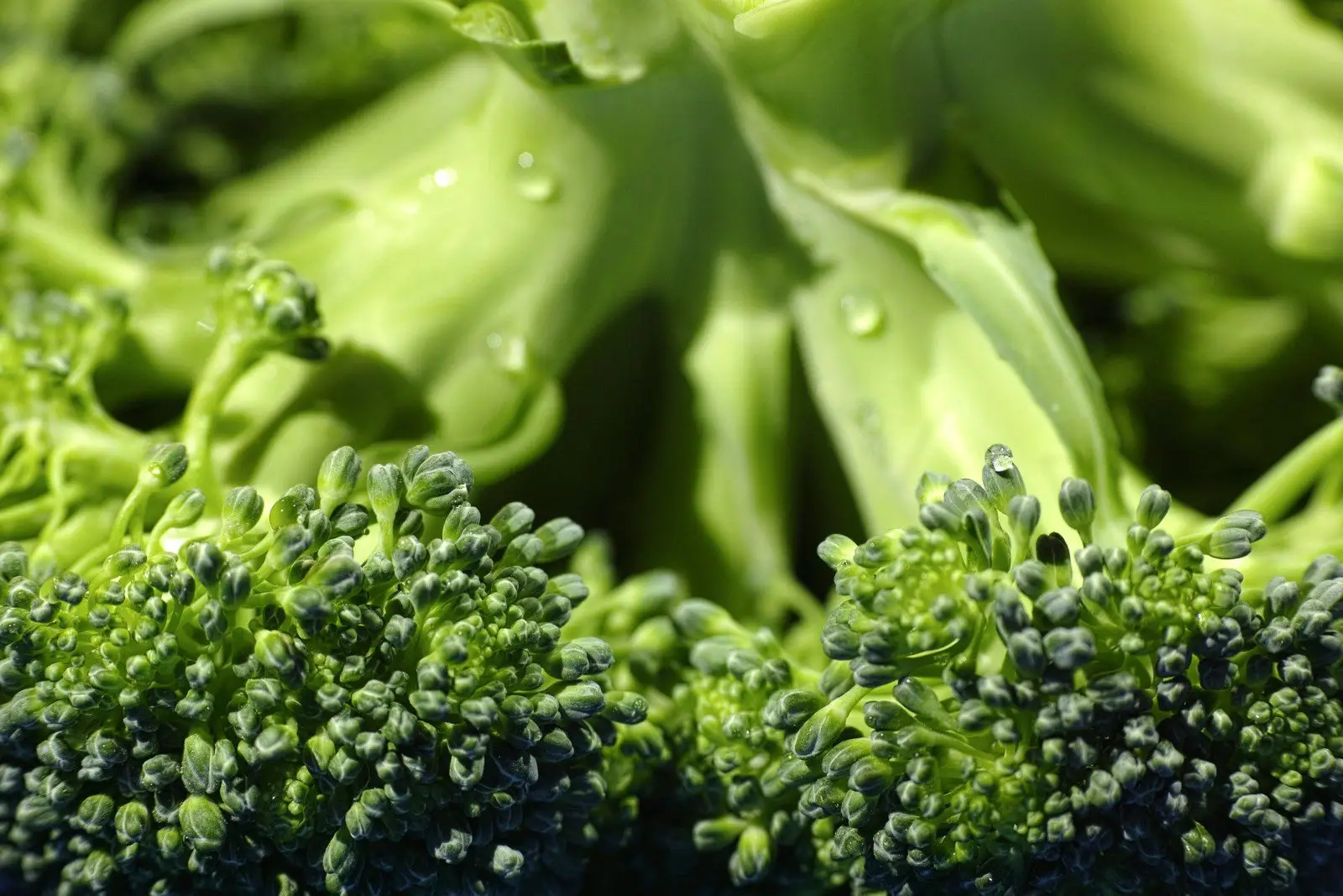 Broccoli Nutrition Facts, Health Benefits, And Weight Loss-13 Broccoli Is Your Ultimate Ally For Optimal Health And Weight Loss
