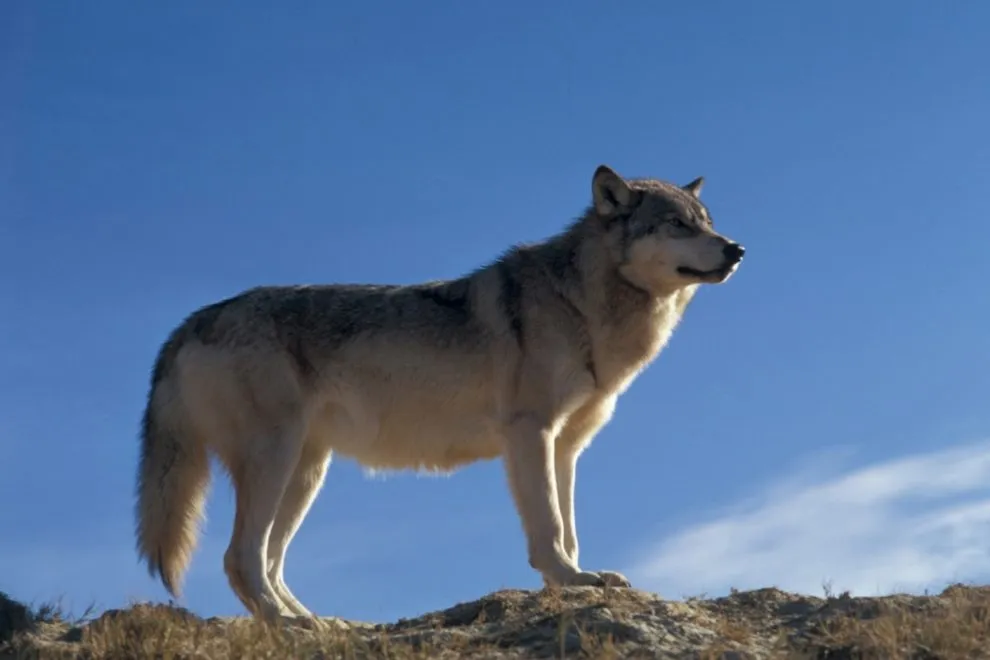 le loup protégé mais pas tant que ça...