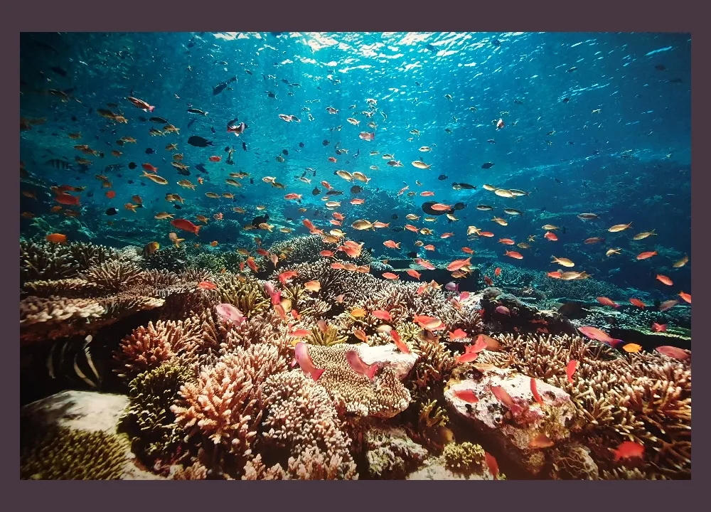 Corail et poissons Photo Martin Colognoli