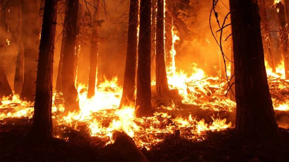 Forêt en feu Photo PxHere
