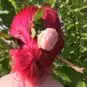 Merci Ingrid :) Coloration Cheveux Rouge Rose - Directions | Color-Mania