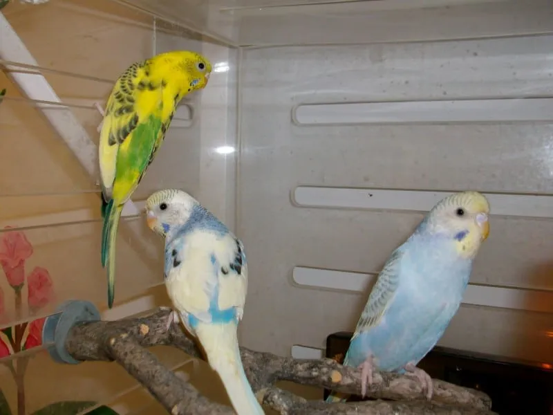 Parakeets