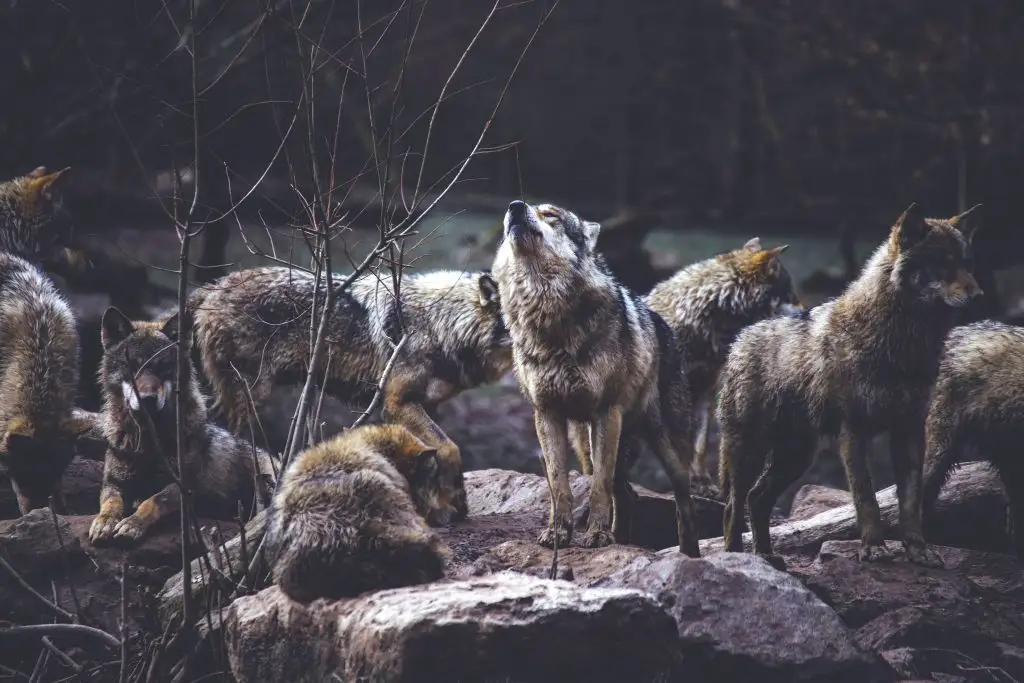 wolf within instinct