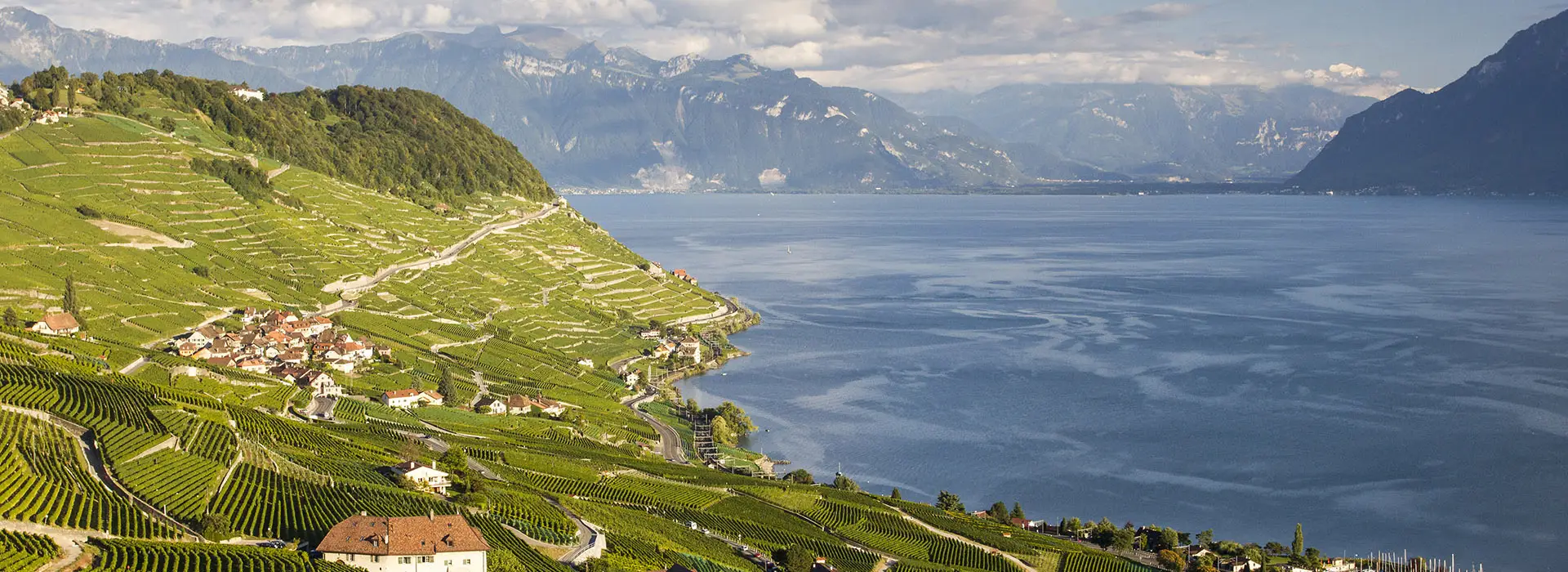 Scenic View Of The Terraced Vineyards Of Le Lavaux