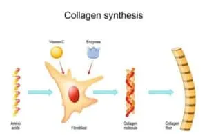 Collagen for Hair Growth Collagen Synthesis